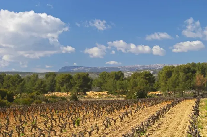 Framed Print : View over the vineyard in spring towards the Ste Baume mountains. Grenache Domaine Framed Print : View over the vineyard in spring towards the Ste Baume mountains. Grenache Domaine