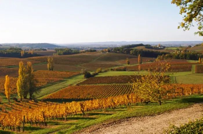Framed Print : A view over the vineyards in Bergerac at Chateau Belingard in evening sunshine in Framed Print : A view over the vineyards in Bergerac at Chateau Belingard in evening sunshine in