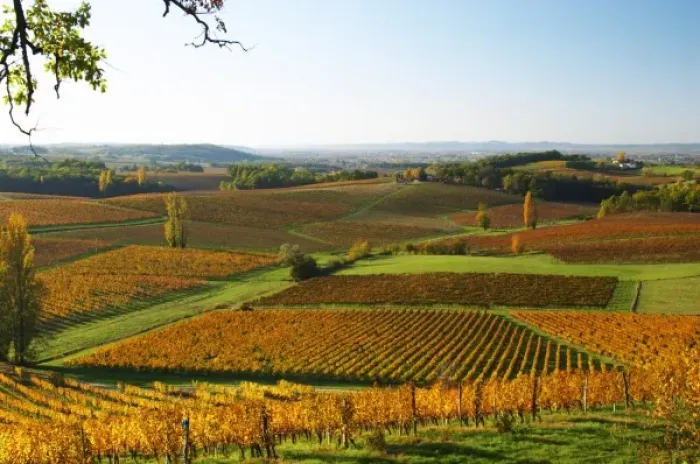 Framed Print : A view over the vineyards in Bergerac at Chateau Belingard in evening sunshine in Framed Print : A view over the vineyards in Bergerac at Chateau Belingard in evening sunshine in