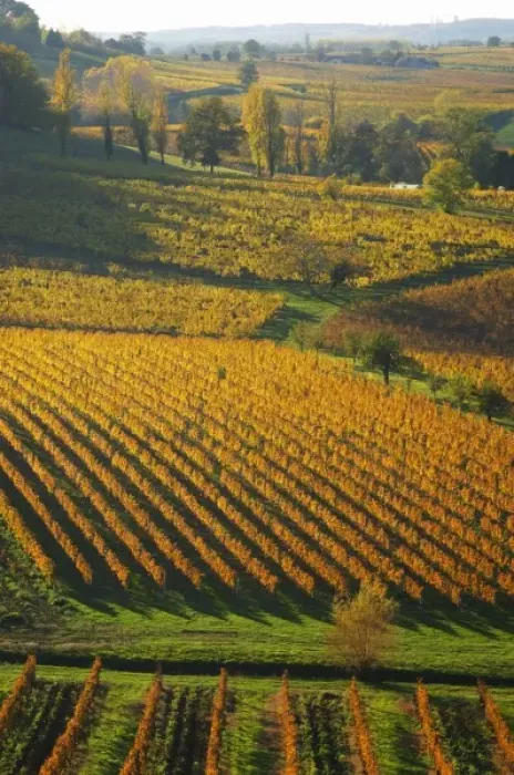 Framed Print : A view over the vineyards in Bergerac at Chateau Belingard in evening sunshine in Framed Print : A view over the vineyards in Bergerac at Chateau Belingard in evening sunshine in