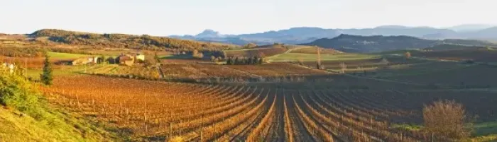 Framed Print : View over the vineyards at Conhilac de la Montagne Limoux. Languedoc. Evening sunshine Framed Print : View over the vineyards at Conhilac de la Montagne Limoux. Languedoc. Evening sunshine