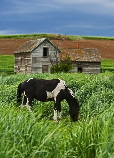 Viewing horses in a field in the Palouse southwest of Colfax in Washington State