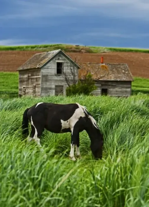 Framed Print : Viewing horses in a field in the Palouse southwest of Colfax in Washington State Framed Print : Viewing horses in a field in the Palouse southwest of Colfax in Washington State