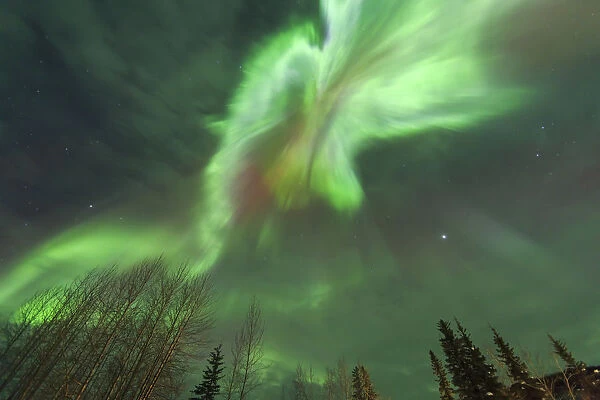 Viewing straight up at Corona, explosion of light, Aurora borealis, northern lights
