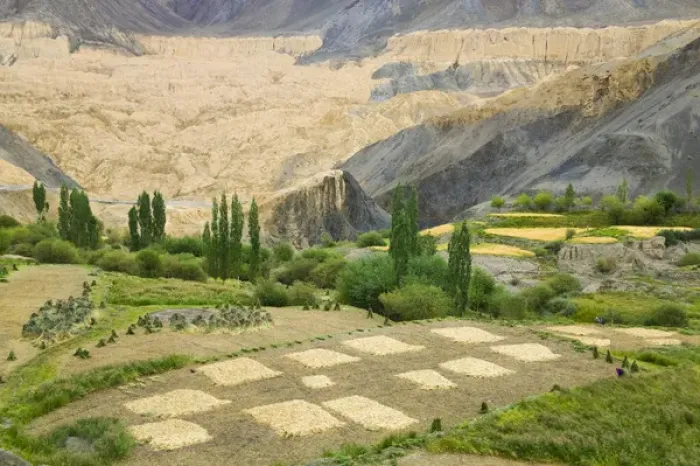 Framed Print : Village and barley field in the Himalayas, Ladakh, India