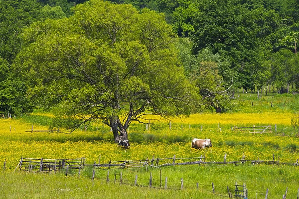 Village and cattle grazing on meadow, southern Bosnia and Herzegovina