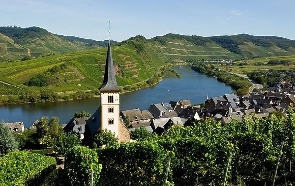 Village church of Bremm, vineyards, Mosel Valley, Rhineland Palatinate, Germany