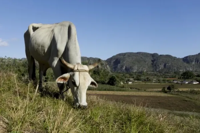 Framed Print : Vinales, Cuba. Ox grazing Framed Print : Vinales, Cuba. Ox grazing