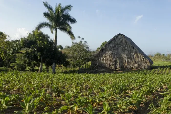Framed Print : Vinales, Cuba. Tabacco farm