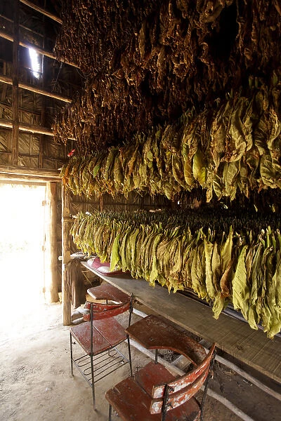 Vinales, Cuba. Tabacco farm, leaves drying