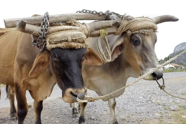 Vinales, Cuba. Working oxen with yoke