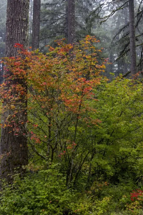 Framed Print : Vine Maple in autumn hues at Silver Falls State Park near Sublimity, Oregon, USA