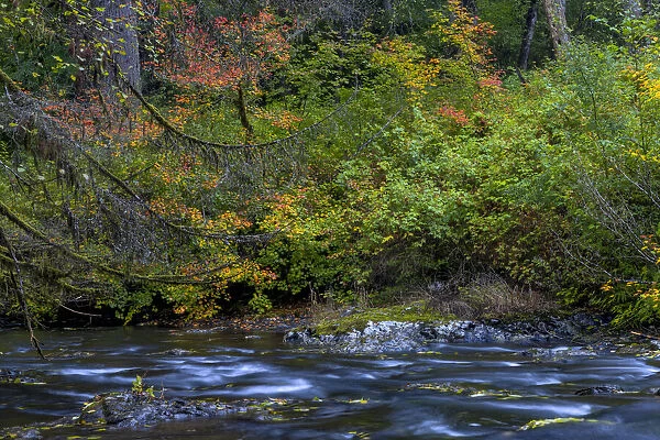 Vine maple in autumn over the North Fork of Silver Creek at Silver Falls State Park near Sublimity, Oregon, USA