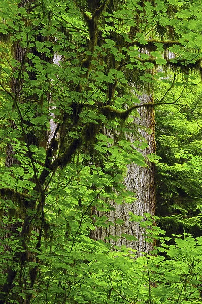 Vine Maple and Douglas Fir, Hoh Rain Forest, Olympic National Park, Washington, USA