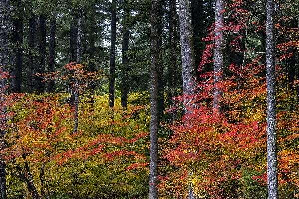 Vine Maple trees in autumn at Silver Falls State Park near Silverton, Oregon, USA
