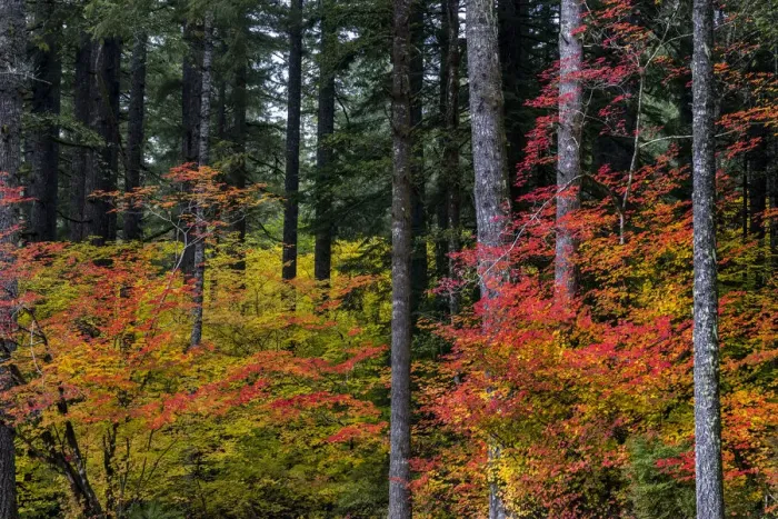 Framed Print : Vine Maple trees in autumn at Silver Falls State Park near Silverton, Oregon, USA