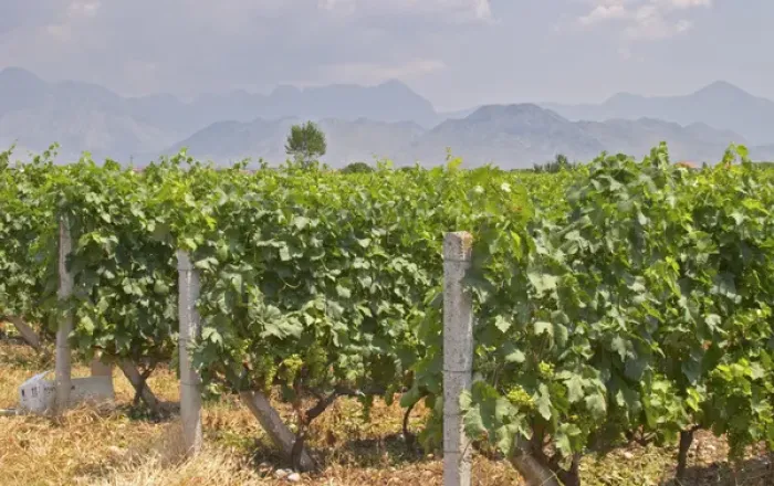 Framed Print : Vines trained high on wires. Ranxe mountains in the background. Tempranillo grape variety Framed Print : Vines trained high on wires. Ranxe mountains in the background. Tempranillo grape variety