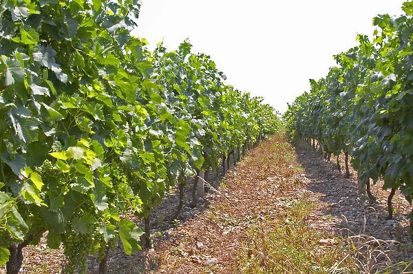 Vines trained high on wires supported by concrete pillars poles. Parellada grape variety