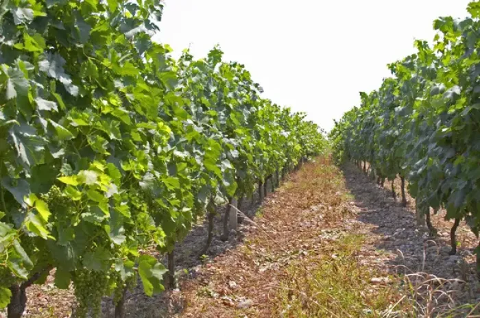 Framed Print : Vines trained high on wires supported by concrete pillars poles. Parellada grape variety Framed Print : Vines trained high on wires supported by concrete pillars poles. Parellada grape variety