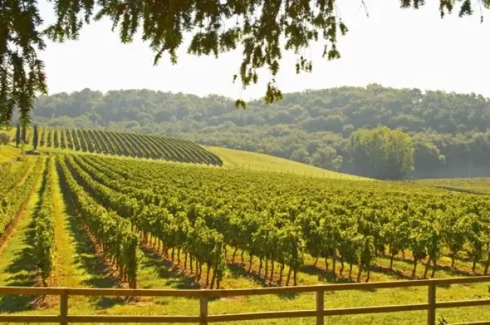 Framed Print : The vineyard Framed Print : The vineyard