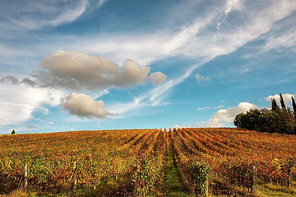 Vineyard in autumn, Italy