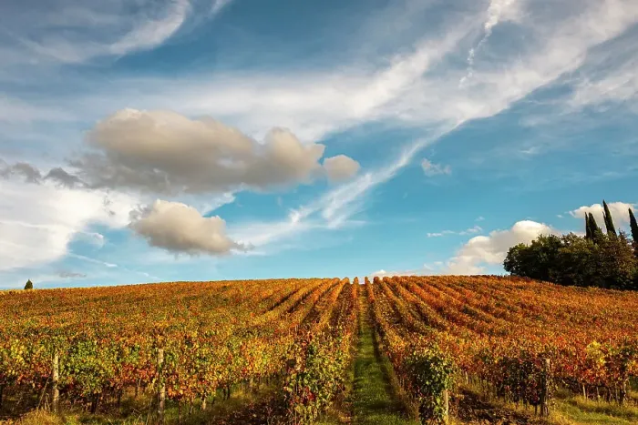 Framed Print : Vineyard in autumn, Italy