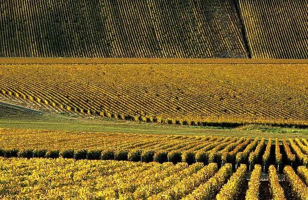 Vineyard; Chablis; Yonne; Burgundy; France; autumn