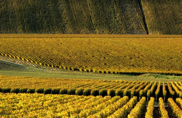 Framed Print : Vineyard; Chablis; Yonne; Burgundy; France; autumn Framed Print : Vineyard; Chablis; Yonne; Burgundy; France; autumn