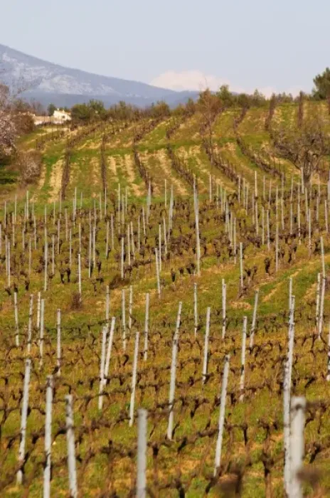 Framed Print : Vineyard and mountain Choteau Barbanau and Clos Val-Bruyere Cassis Cote d Azur Framed Print : Vineyard and mountain Choteau Barbanau and Clos Val-Bruyere Cassis Cote d Azur