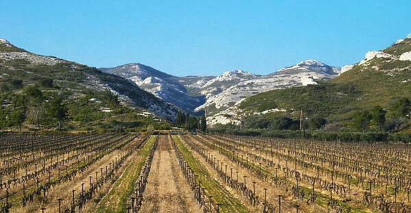 A vineyard and the mountain Les Alpilles at Les Baux de Provence, Bouche du Rhone, France