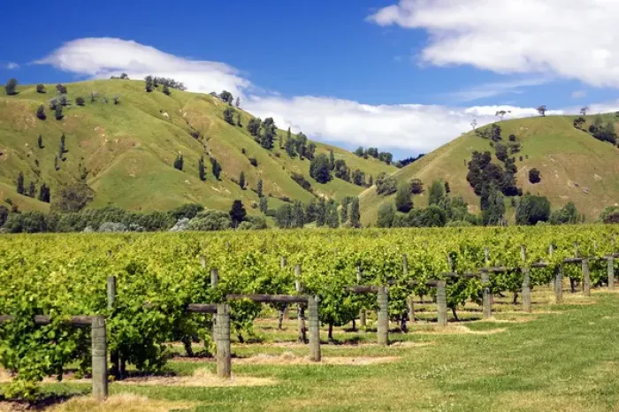 Framed Print : Vineyard near Gisborne Framed Print : Vineyard near Gisborne