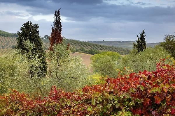 Vineyard near Montalcino