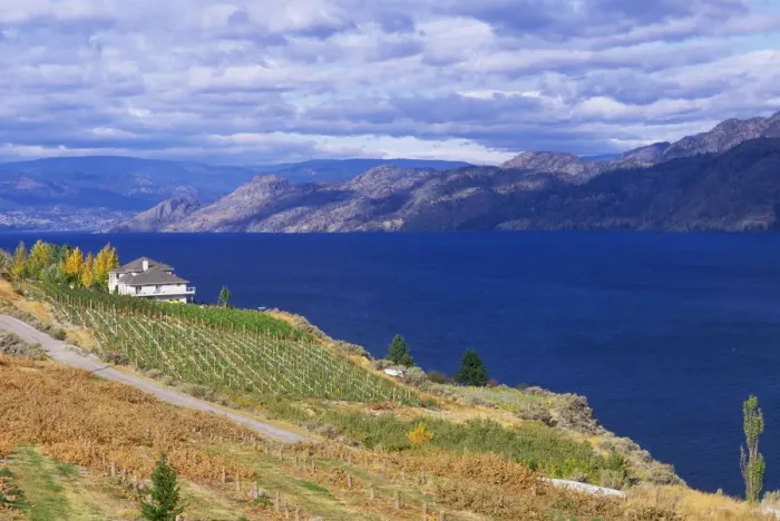 Framed Print : Vineyard on Okanagan Lake, BC