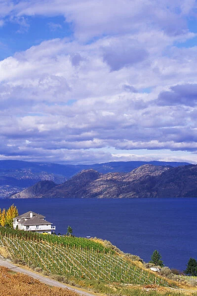 Vineyard on Okanagan Lake, BC
