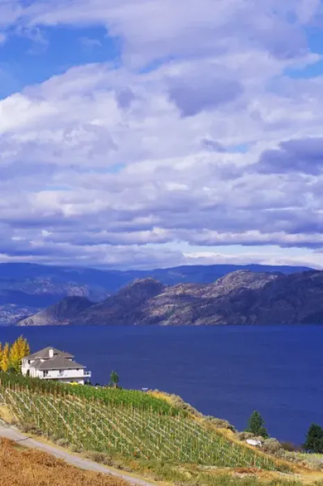 Framed Print : Vineyard on Okanagan Lake, BC Framed Print : Vineyard on Okanagan Lake, BC