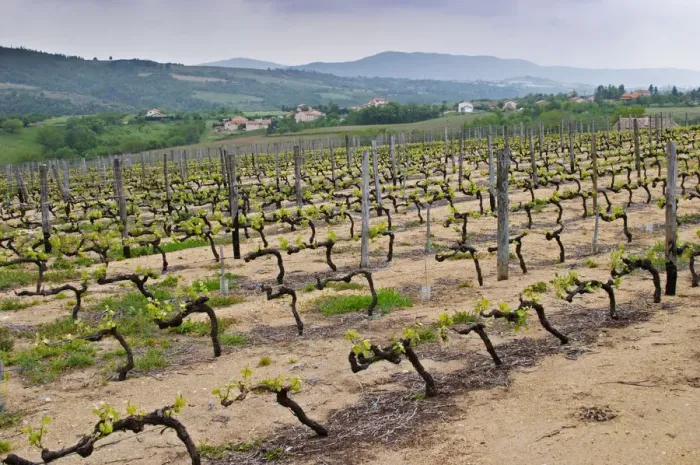 Framed Print : The vineyard of Pierre Gaillard in Malleval where he makes wines of the appellations Cote Rotie Framed Print : The vineyard of Pierre Gaillard in Malleval where he makes wines of the appellations Cote Rotie