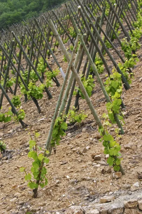 Framed Print : The vineyard of Pierre Gaillard in Malleval where he makes wines of the appellations Cote Rotie