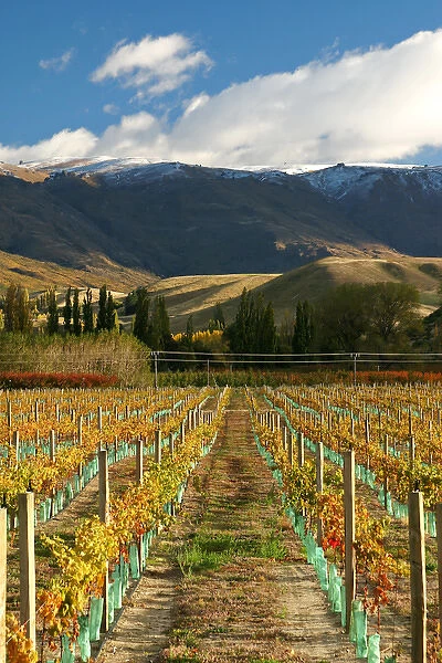 Vineyard and Pisa Range, Cromwell, Central Otago, South Island, New Zealand