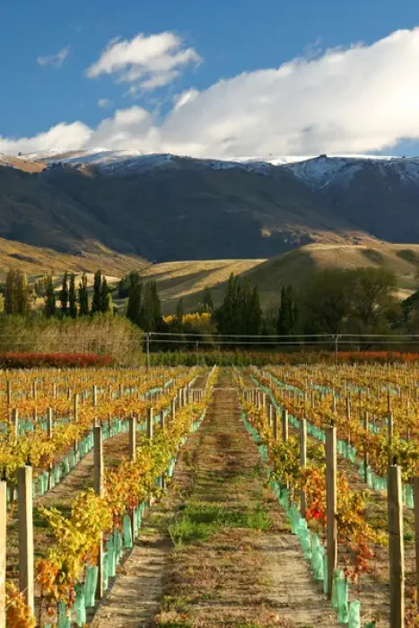 Framed Print : Vineyard and Pisa Range, Cromwell, Central Otago, South Island, New Zealand
