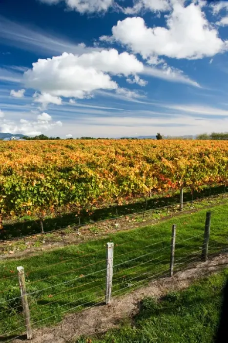 Framed Print : Vineyard, Puruatanga Road, Martinborough, Wairarapa, North Island, New Zealand Framed Print : Vineyard, Puruatanga Road, Martinborough, Wairarapa, North Island, New Zealand