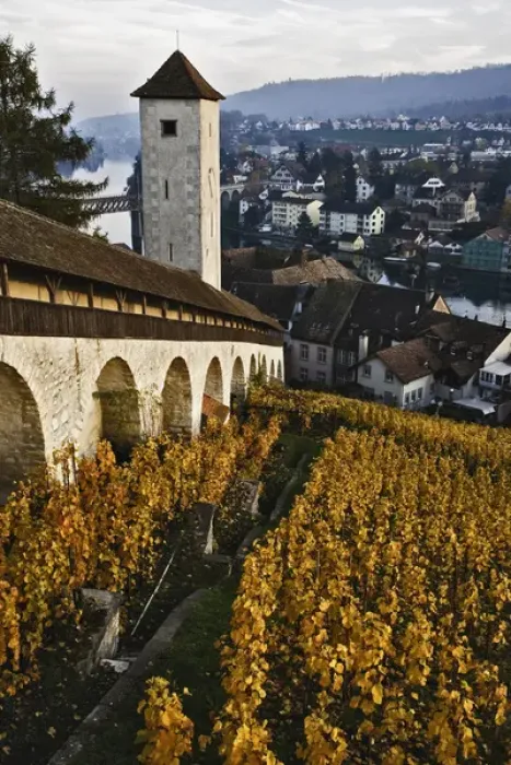 Framed Print : Vineyard and Rhein River from Munot Castle, Schaffhausen, Switzerland