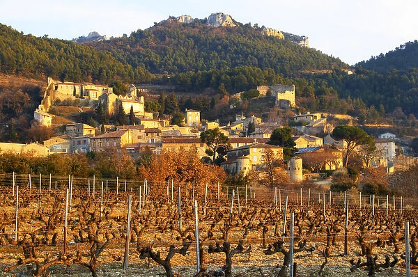 A vineyard with syrah vines at sunset and the village Gigondas, Vaucluse, Rhone, Provence