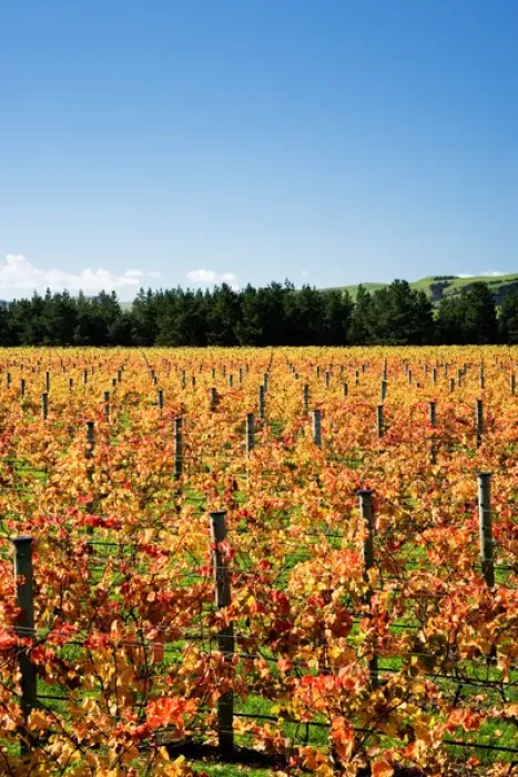 Framed Print : Vineyard, Te Muna Road, Martinborough, Wairarapa, North Island, New Zealand