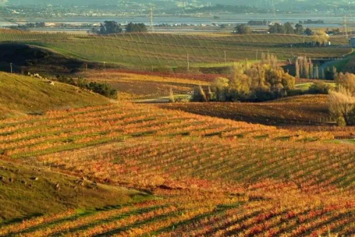 Framed Print : Vineyard view from Artesa Winery in Carneros area of Napa Valley, California with Framed Print : Vineyard view from Artesa Winery in Carneros area of Napa Valley, California with
