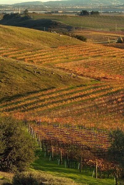 Vineyard view from Artesa Winery in Los Carneros AVA of Napa Valley, California with Vallejo