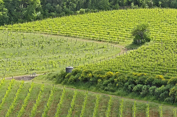 Vineyard viewed from Monteriggioni, Tuscany, Italy