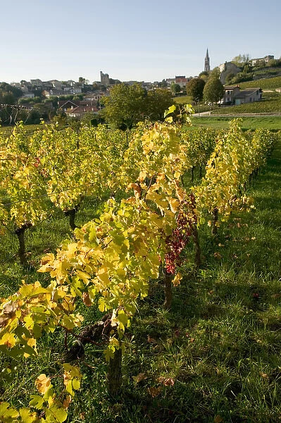 Vineyards in autumn, St Emilion, Gironde, le Bordelais, France
