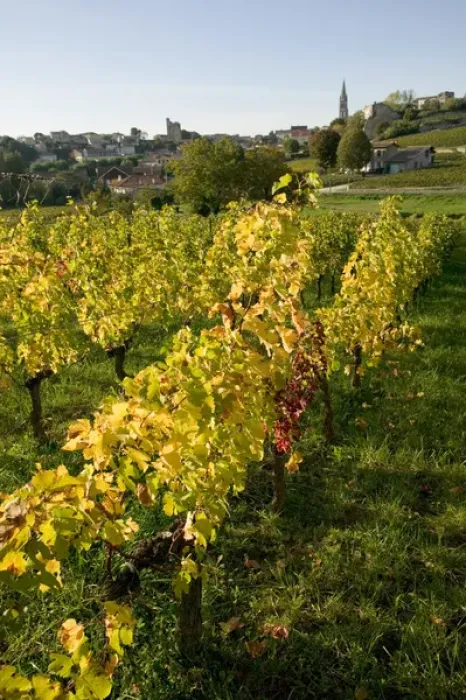 Framed Print : Vineyards in autumn, St Emilion, Gironde, le Bordelais, France Framed Print : Vineyards in autumn, St Emilion, Gironde, le Bordelais, France