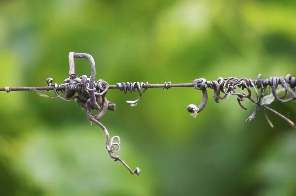 A detail in the vineyards of Chateau Gazin, A metal wire with old dried vine tendrils that twine