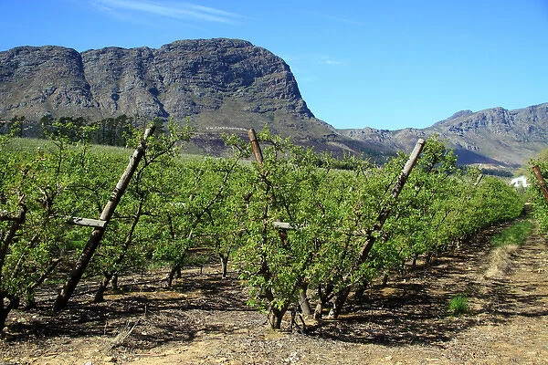 Vineyards of Franschoek, Cape winelands, Western Cape, South Africa, Africa